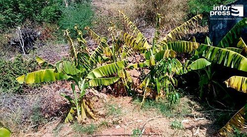 São Nicolau: Agricultores do perímetro de Algodoeiro preocupados com a falta de água