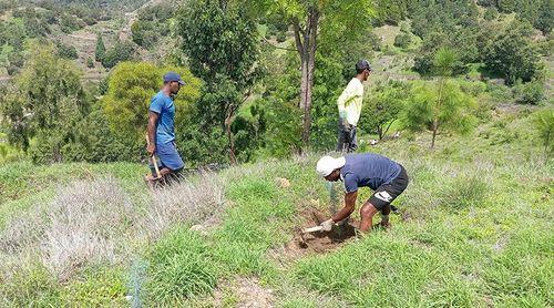 Santo Antão/Planalto Leste: Perímetro florestal recebe campanha de florestação e restauro dos ecossistemas naturais