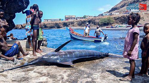A luta dos pescadores de Porto Mosquito pela sustentabilidade da pesca do espadarte