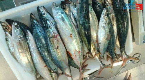 Porto Novo: Associação de pescadores vai continuar a abastecer as cantinas escolares com pescado