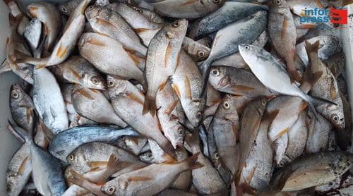 Cabo Verde marca presença pela segunda vez no Conxemar 2026 promovendo produtos de pesca e aquacultura