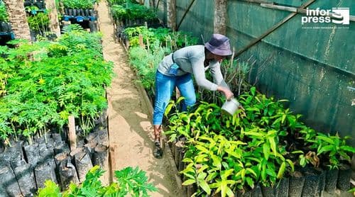 Fundação Maio Biodiversidade inicia plantação de espécies nativas e fruteiras para restaurar cobertura vegetal em Praia Gonçalo