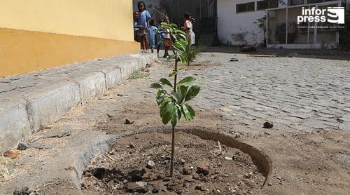 Ribeira Grande: Moradores da Ponta do Sol fixam 90 plantas em campanha de plantação