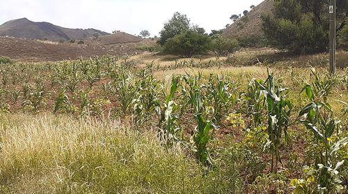 Porto Novo: Autarquia indica que mau ano agrícola traz vários desafios para o município
