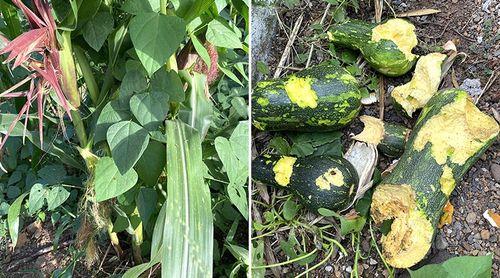 Pragas de macacos e galinhas-do-mato levam agricultores de São Miguel à manifestação (c/áudio)