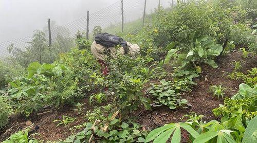 Santo Antão recebe prática agroecológica de policultura no quadro do projecto CIRAWA