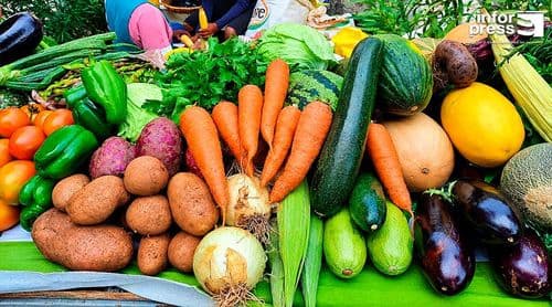 Porto Novo: Dificuldades na exportação de produtos obrigam agricultores a optar pelo cultivo de cana sacarina 