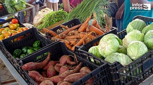 Porto Novo: Produtores agrícolas conseguem abastecer o mercado apesar da escassez de água