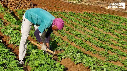 Santo Antão: Aliança de produtores agrícolas com “ganhos significativos” na organização e comercialização da produção – CERAI  