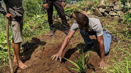 Brava: Projecto Reflorestação da Associação Biflores com mais de quatro mil plantas introduzidas nas florestas