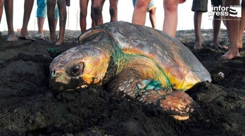 São Nicolau: Projecto de conservação de tartarugas aposta no 'turtle watching' para sensibilização