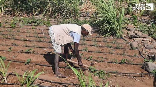 Porto Novo: Agricultores de Ponte Sul/Chã de Mato precisam de 150 metros cúbicos de água/dia para irrigar todas as parcelas 