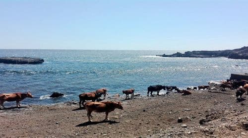 Fogo: Santa Catarina promove campanha de limpeza na Baía de Fajã em preparação para o Fest Fajã 2026