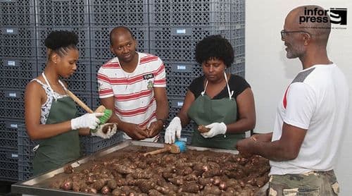 Porto Novo: Cultivo do inhame no Tarrafal de Monte Trigo retoma normalidade com recuperação das parcelas