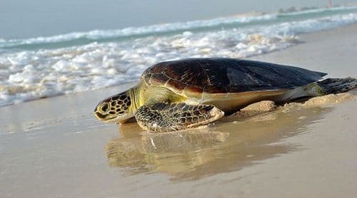 São Nicolau: Projecto de conservação de tartarugas aposta no 'turtle watching' para sensibilização