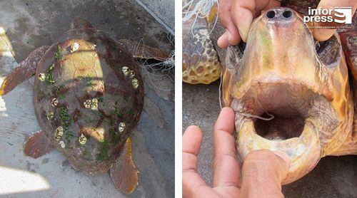 Porto Novo: Terrimar regista mais uma tartaruga marinha morta provocada por linha de pesca