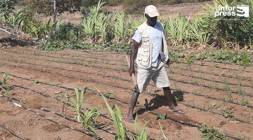 Porto Novo: Autarquia deseja definir estratégia para fortalecimento do sector agropecuário