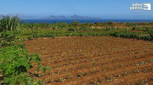 Porto Novo: Jovens agricultores da Casa de Meio precisam de 150 toneladas de água para irrigar parcelas – porta-voz 