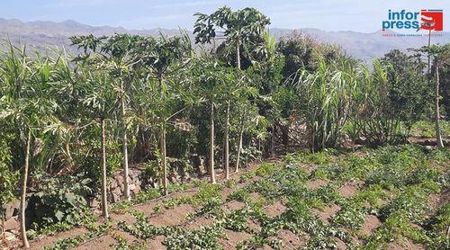 Porto Novo: Ex-edil diz que seu executivo esteve na génese do projecto jovens agricultores da Casa de Meio