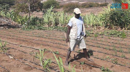 Porto Novo: Jovens agricultores continuam com dificuldades para preparar terrenos doados pelo Estado