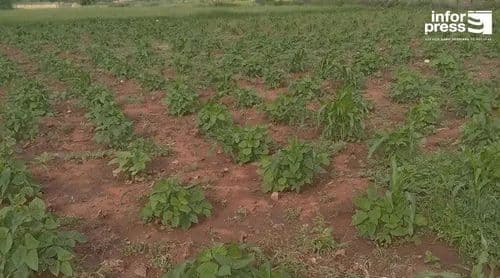Maio: Falta de água continua a condicionar produção agrícola apesar das últimas chuvas
