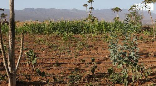 Porto Novo : Une ONG portugaise est disponible pour continuer à travailler avec les agriculteurs dans le domaine de l'agroécologie