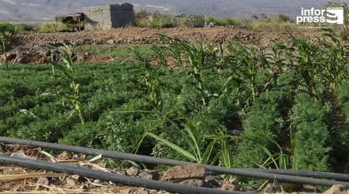 Porto Novo: Autarquia congratula-se com programas de incentivos ao cultivo protegido anunciado pelo Governo 