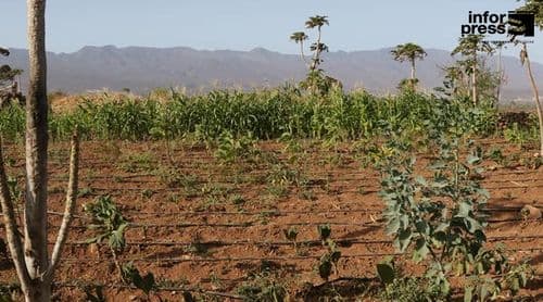 Porto Novo: Agricultores do perímetro agrícola de Chã de Galinheira enfrentam penúria de água para rega