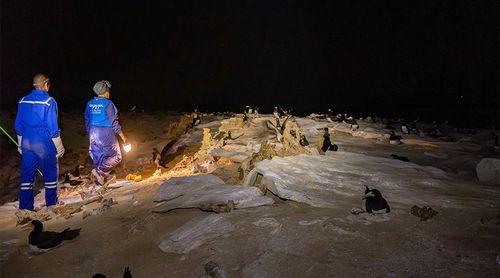 Boa Vista: Bios.CV met en garde contre l'impact de la pêche, du tourisme et des chats sur les oiseaux de proie et les espèces marines