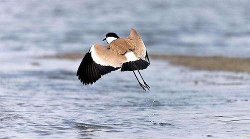 Maio: Ilha continua a ser refúgio seguro para aves migratórias, apesar das ameaças – Fundação Maio Biodiversidade