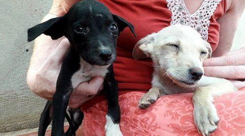 Associação Bons Amigos anuncia programa de controle de parasitas, zoonoses e manutenção de saúde animal