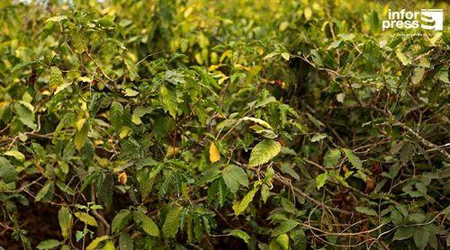 Empresa Fogo Coffee Spirit prevê aumento da produção de colheita de café mas quantidade ainda é incerta