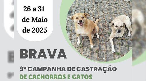 Brava: Associação Covets conclui campanha de castração e desparasitação da população canina na ilha   