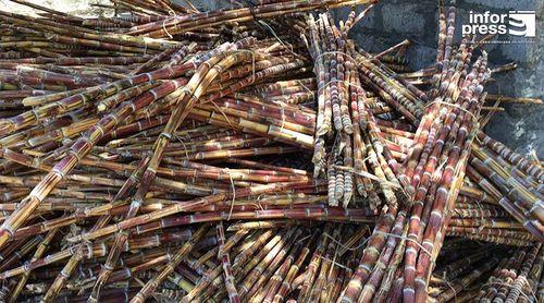 Porto Novo: Produtores de grogue têm expectativa de poder iniciar a safra de cana de açúcar em Dezembro