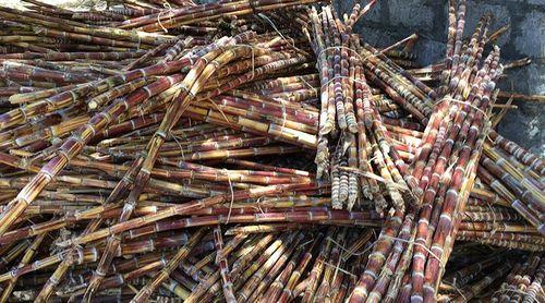 Porto Novo: Safra de cana sacarina e sementeira de batata comum marcam actividade agrícola nos diferentes vales agrícolas