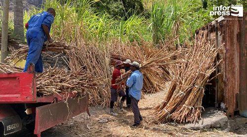 Porto Novo: Safra de cana sacarina decorre há um mês – problema maior é falta de mão de obra, segundo agricultores