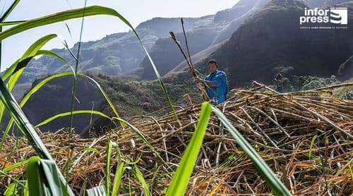 Porto Novo: Agricultores concluem a tempo a safra de cana sacarina apesar da falta de mão de obra