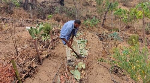Santo Antão: Associação portuguesa testa soluções sustentáveis para evitar queimadas nas zonas agrícolas