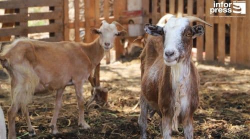Porto Novo: Criadores de gado do Planalto Norte dizem-se apreensivos com demora na queda de chuvas