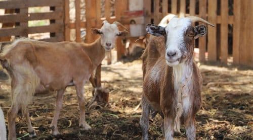 Porto Novo: Criadores de gado do Planalto Norte dizem-se apreensivos com demora na queda de chuvas