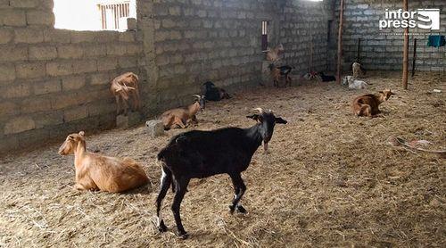 Planalto Norte/Ano agrícola: Criadores de gado enfrentam dificuldades na aquisição de ração – representante