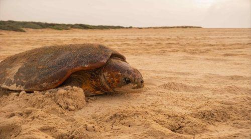   Boa Vista regista mais de 62 mil ninhos de tartarugas em 2025, mas ONG alertam para “baixa” na temporada e turismo ilegal