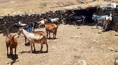 Porto Novo: Criadores regozijam-se com projecto sobre pastoreio sustentável no parque natural de Topo de Coroa