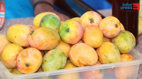 Porto Novo: Agricultores na Ribeira das Patas começam colheita de mangas condicionados com problema de mercado