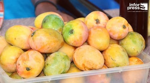 Porto Novo/Ribeira das Patas: Agricultores antevêem “produção muito fraca” de mangas este ano