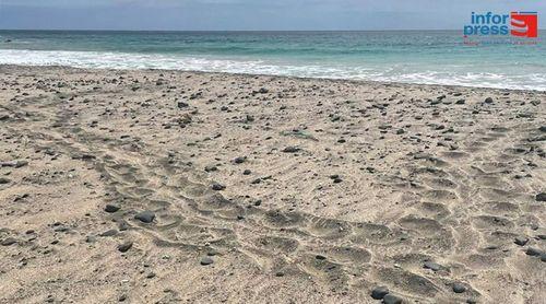 Maio: Primeiro ninho de tartaruga Caretta Caretta registado na ilha fora de época 