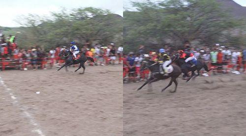 Baía das Gatas/40 anos: Rainha das Ilhas e Muxima vencem corridas de cavalos puro sangue e cruzados nacionais