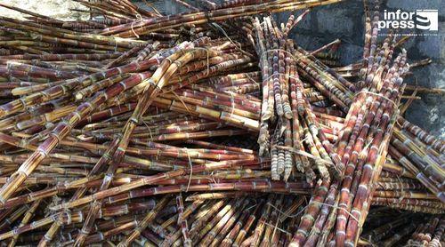 Tarrafal de Monte Trigo: Produtores do grogue pedem alargamento do prazo para a industrialização da cana-de-açúcar