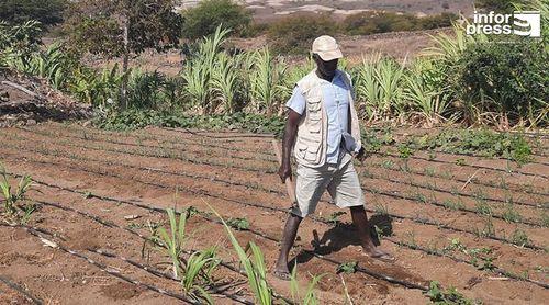 Porto Novo: Famílias vão ter à disposição 300 mil contos de créditos no quadro do projecto hidro-agrícola da Gamboeza