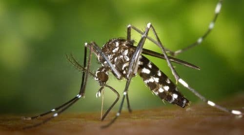 Dengue/Fogo: Ilha ultrapassou a barreira dos mil casos confirmados